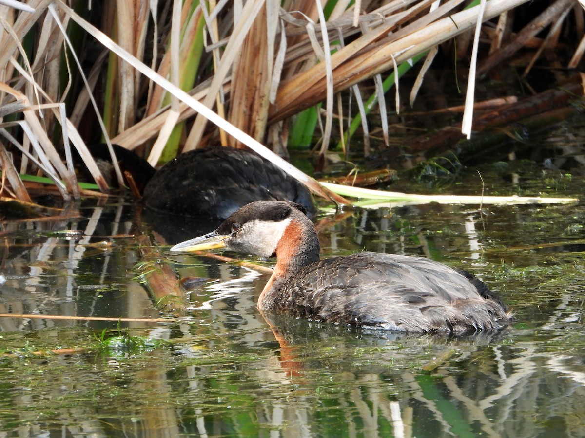 Red-necked Grebe - ML638263626