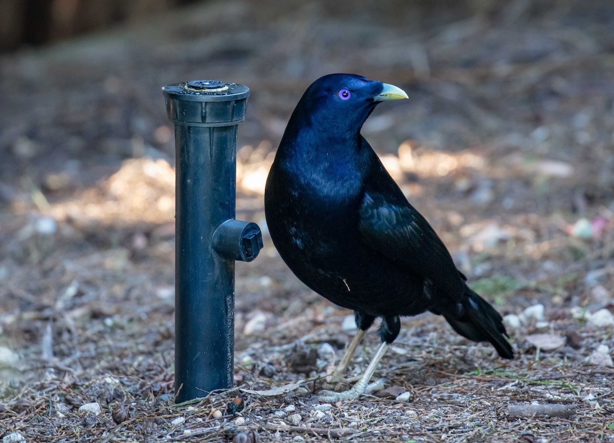Satin Bowerbird - ML638263628