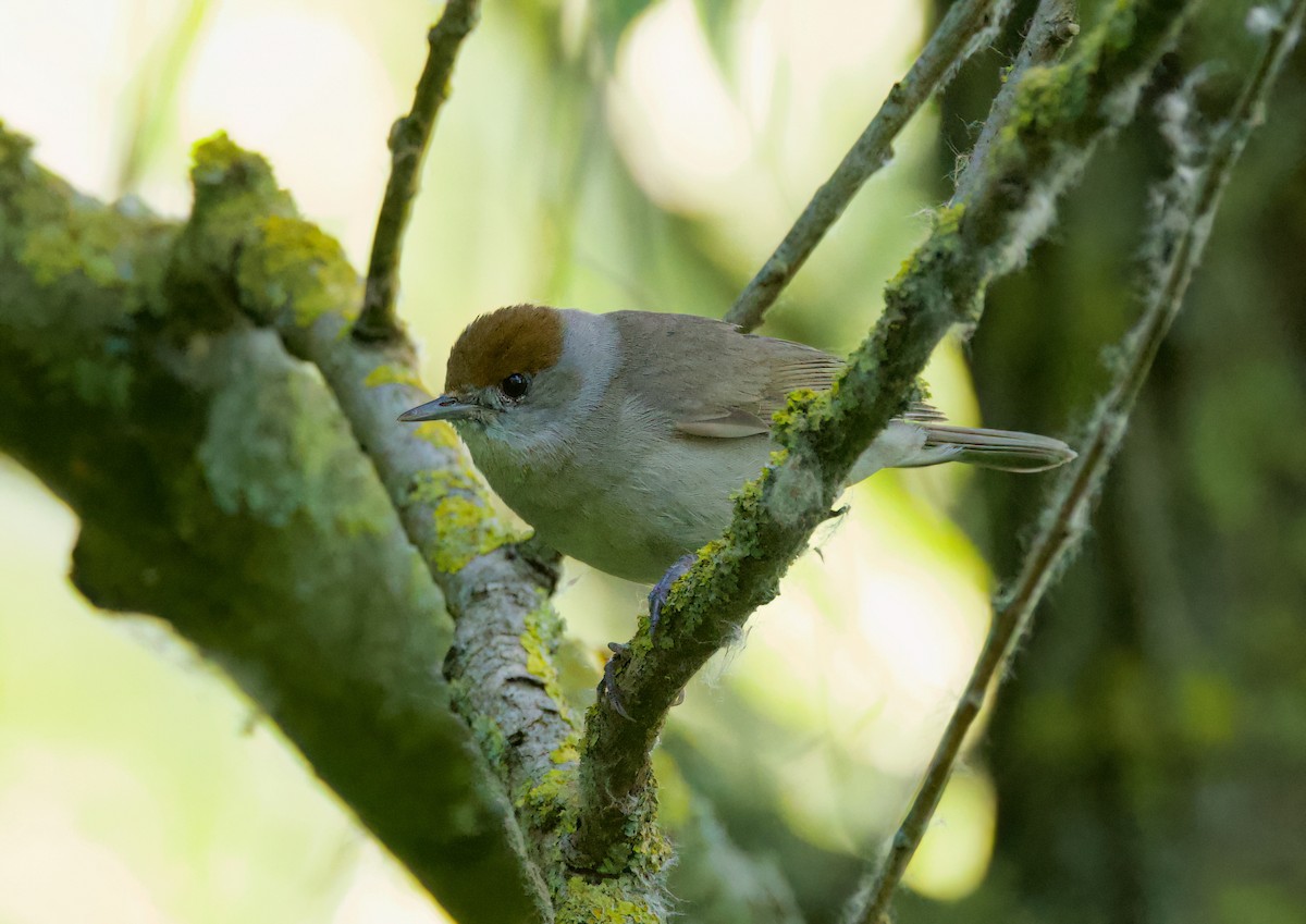 Eurasian Blackcap - ML638263629