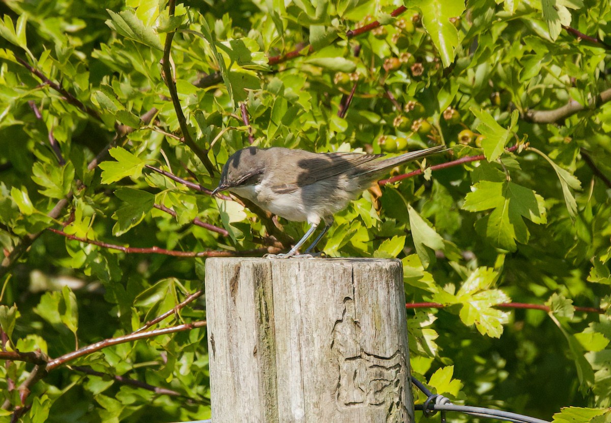 Lesser Whitethroat - ML638263634