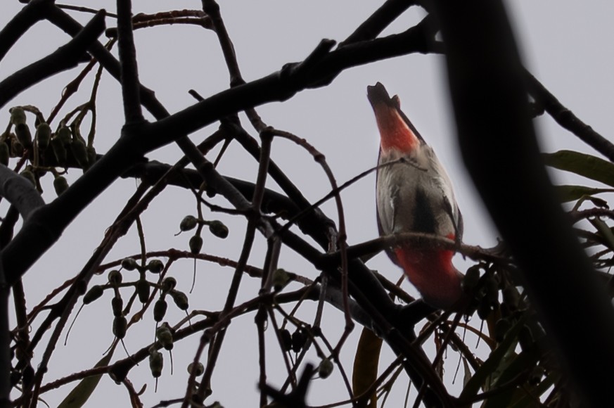 Mistletoebird - ML638263635