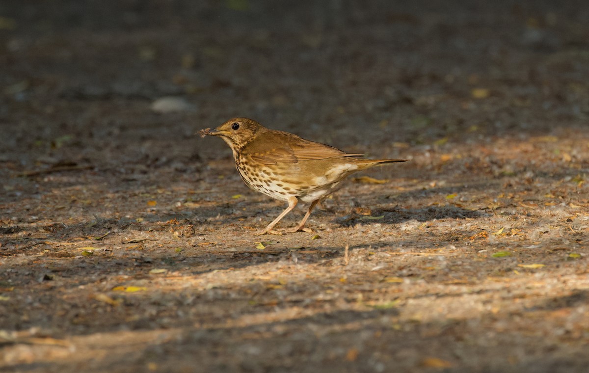Song Thrush - ML638263638