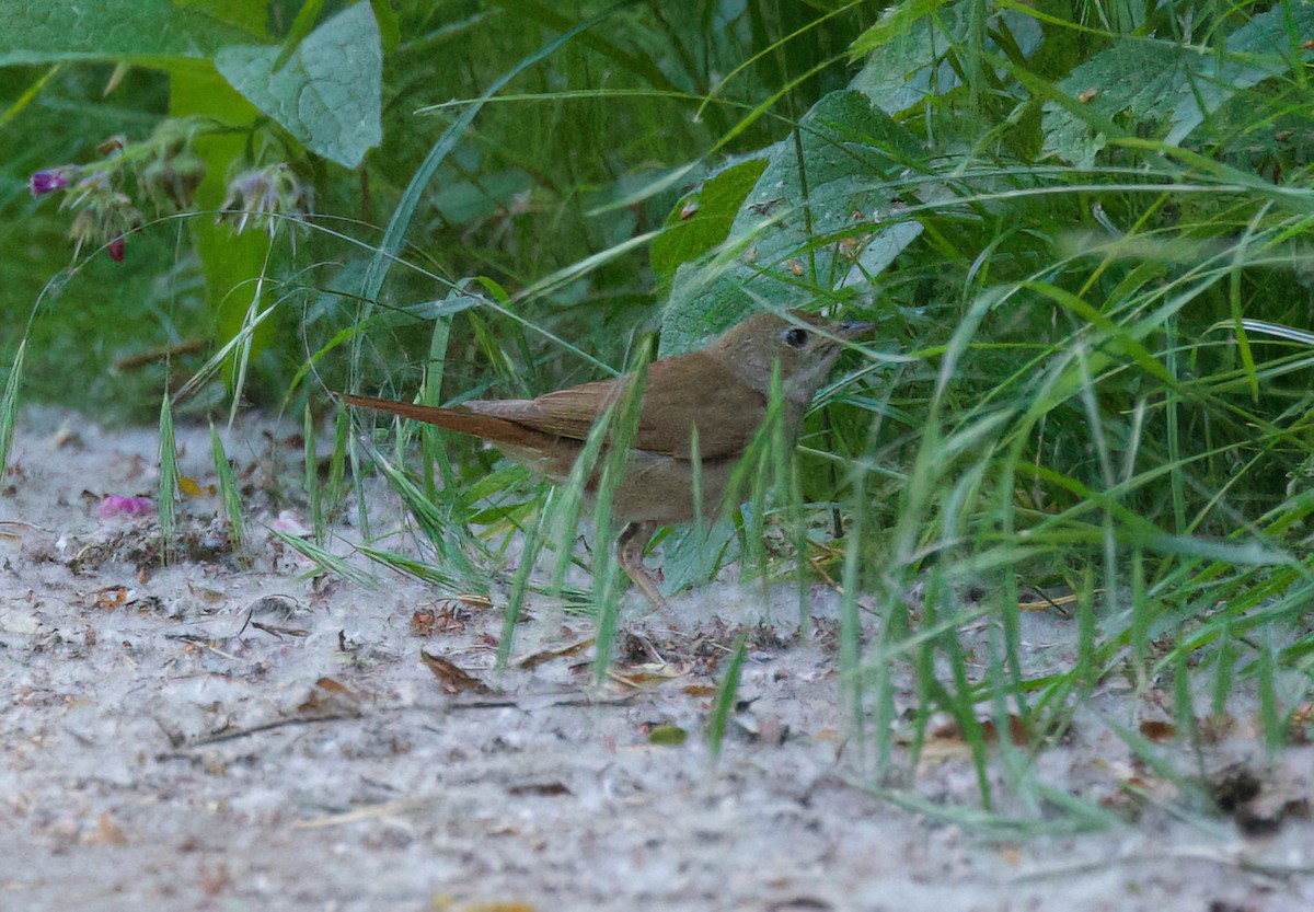 Common Nightingale - ML638263641