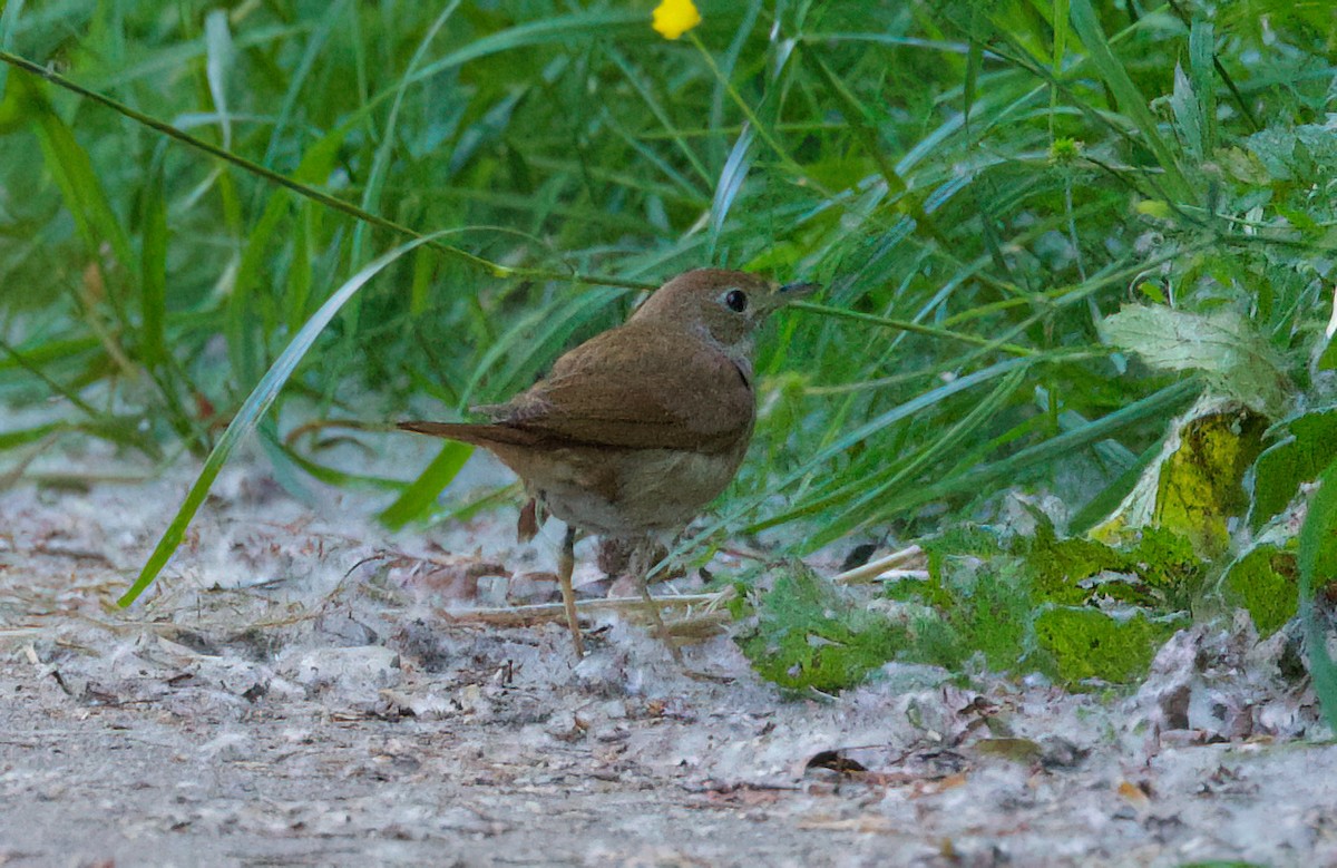 Common Nightingale - ML638263642