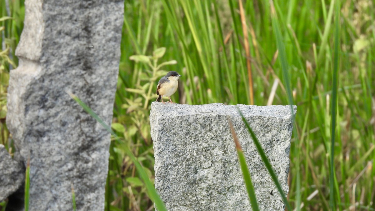 Ashy Prinia - ML638263644
