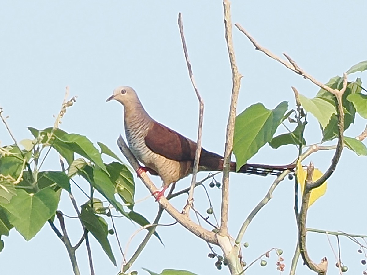 Sultan's Cuckoo-Dove - ML638263646