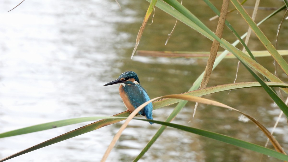 Common Kingfisher - ML638263654