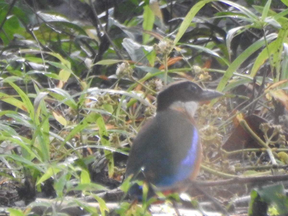 Blue-winged Pitta - ML638263655