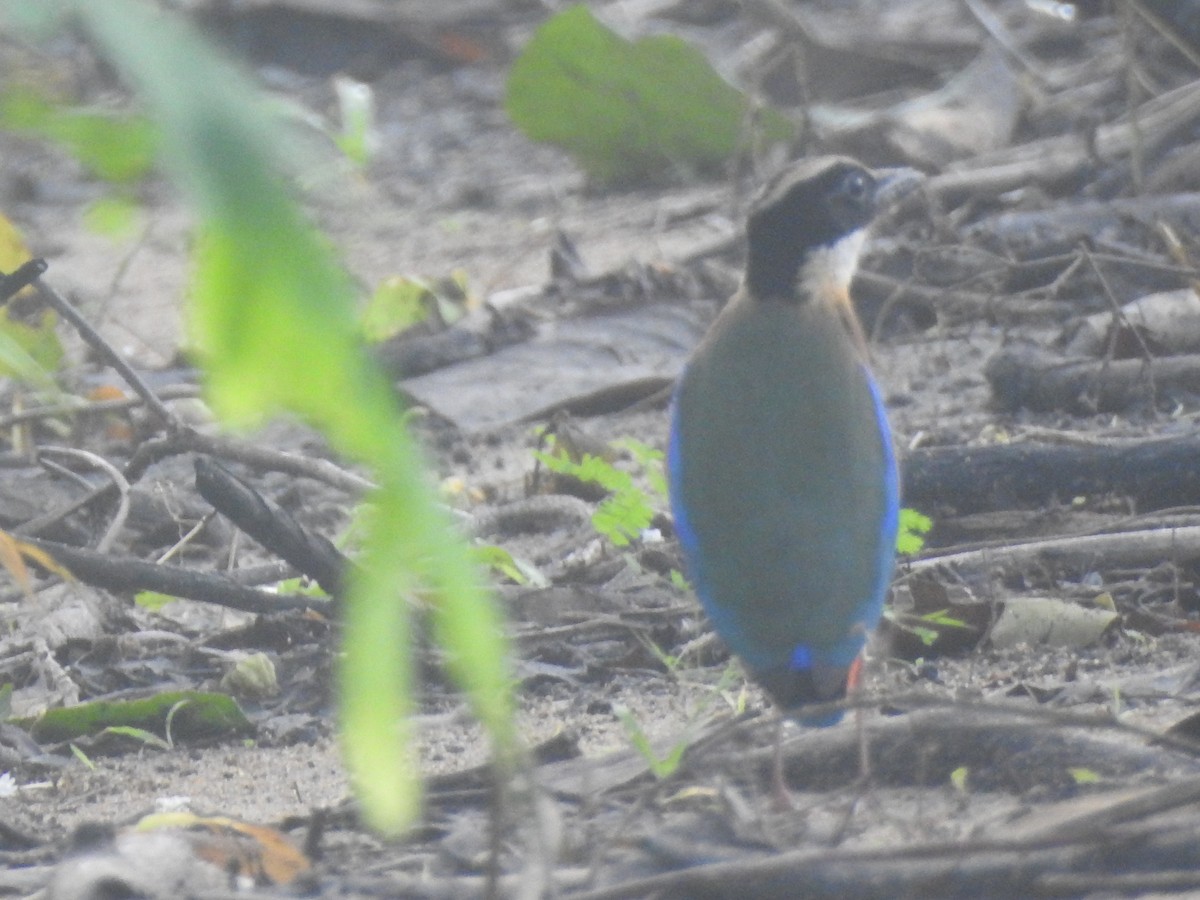 Blue-winged Pitta - ML638263656