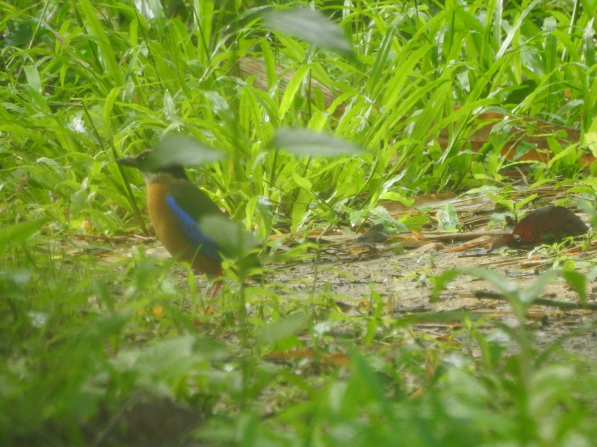 Blue-winged Pitta - ML638263657