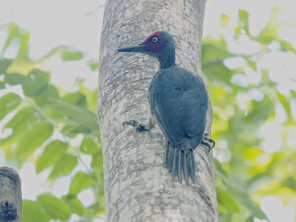 ツラアカボウシゲラ - ML638263664