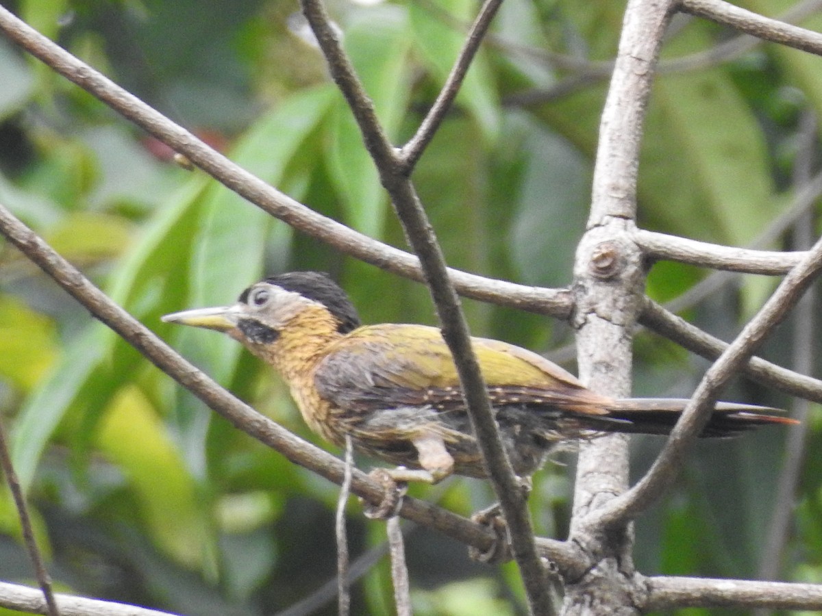 Laced Woodpecker - ML638263686