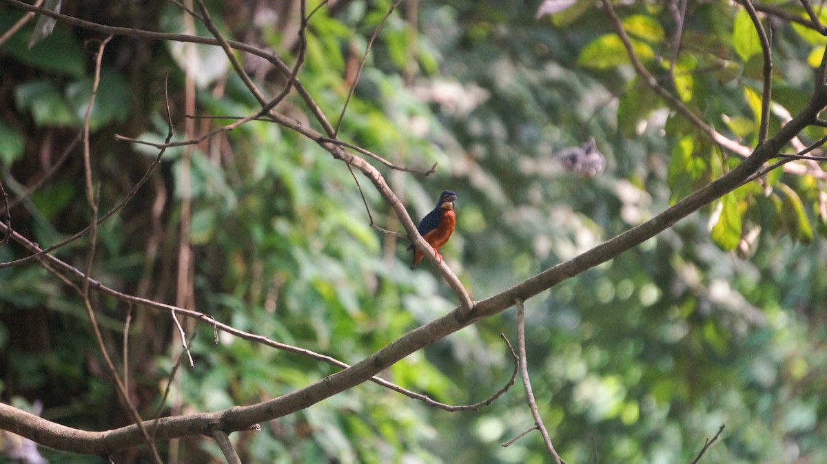 Blue-eared Kingfisher - ML638263691