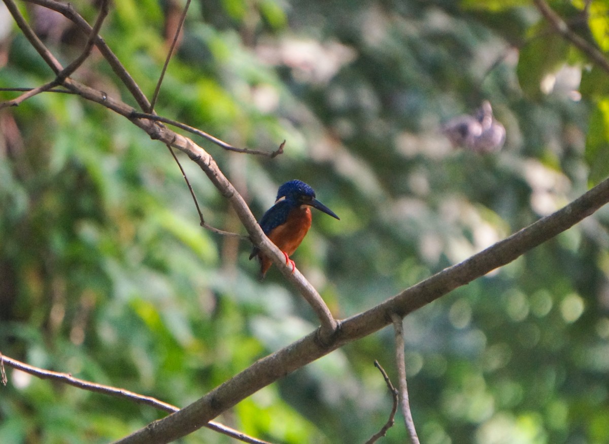 Blue-eared Kingfisher - ML638263693