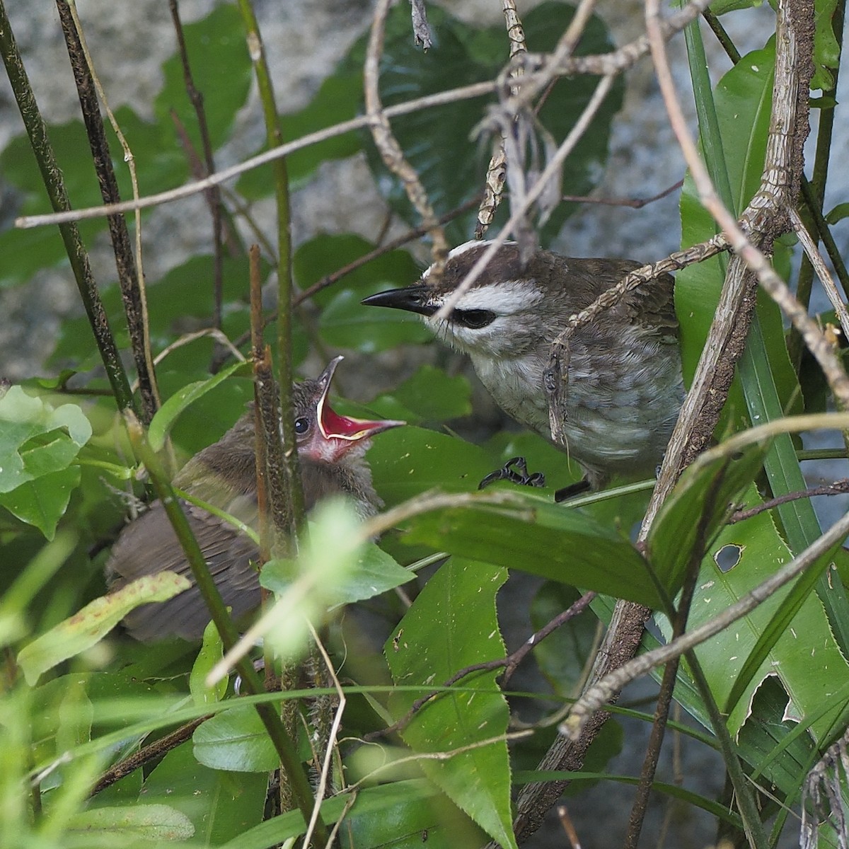 Yellow-vented Bulbul - ML638263698