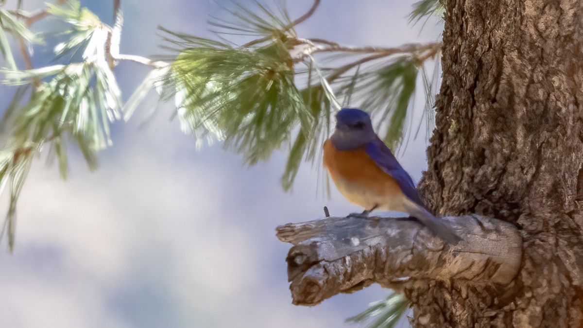 Western Bluebird - ML638263699
