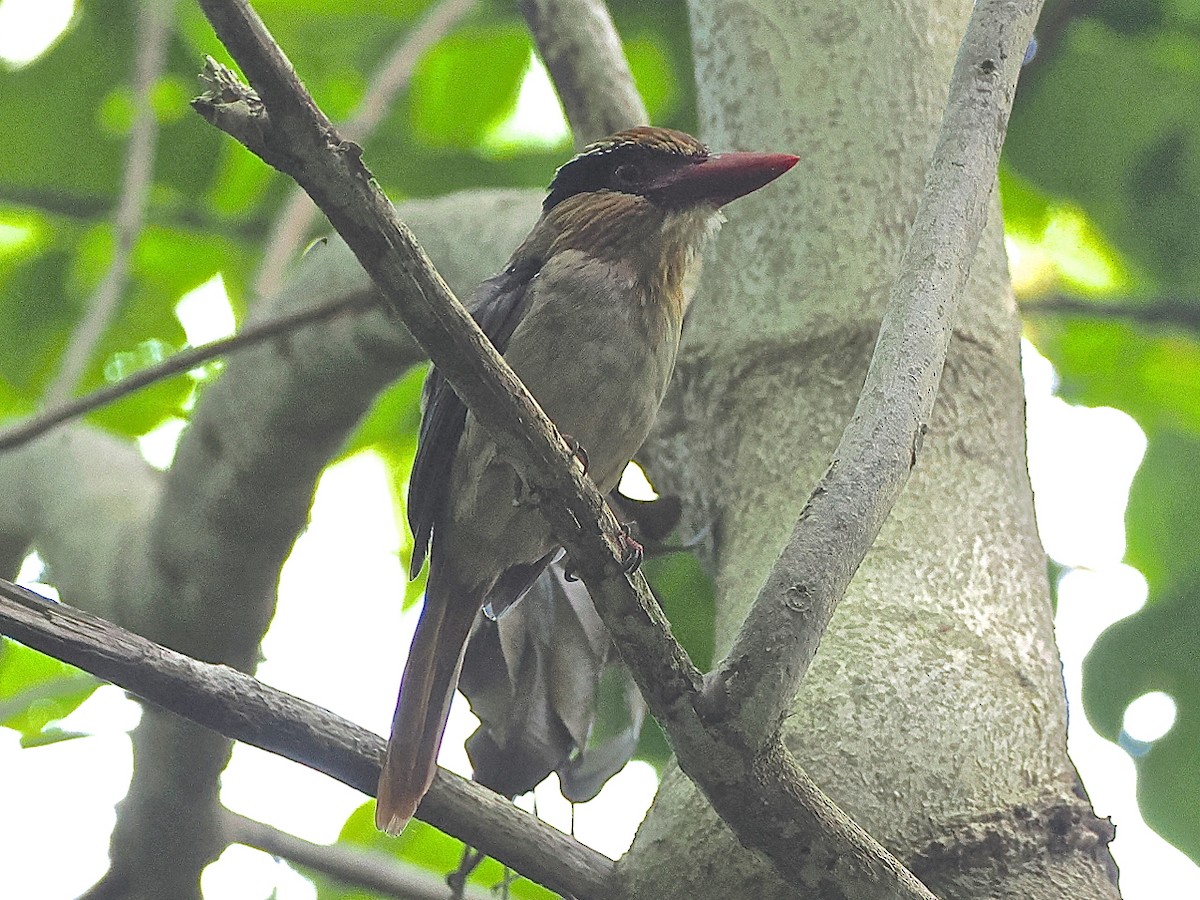 Sulawesi Lilac Kingfisher - ML638263702