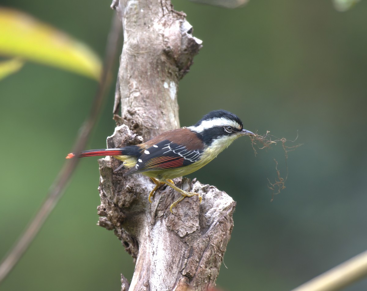 Red-tailed Minla - ML638263704