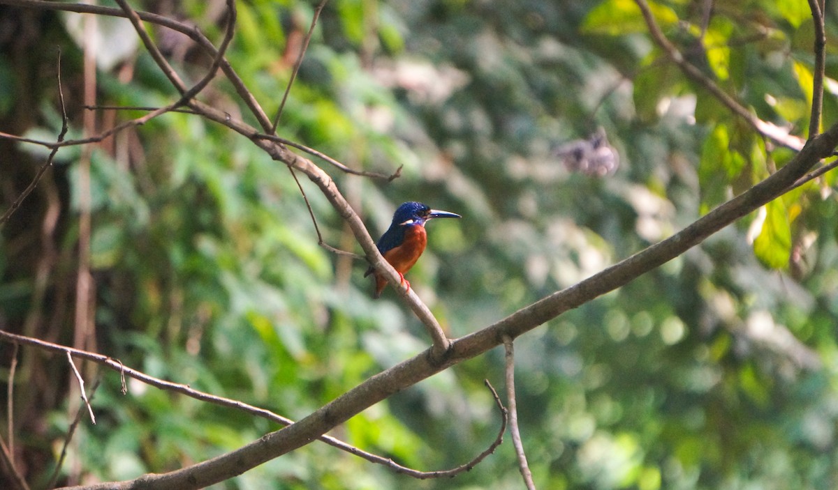 Blue-eared Kingfisher - ML638263706
