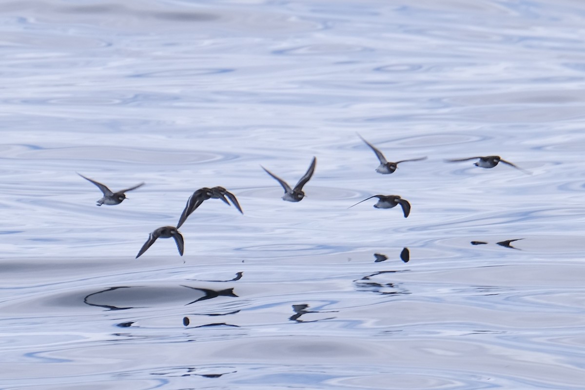 Red-necked Phalarope - ML638263710