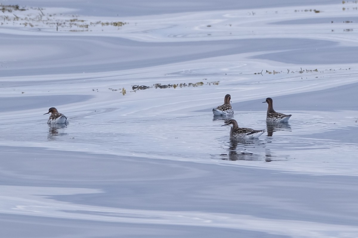 Red-necked Phalarope - ML638263711