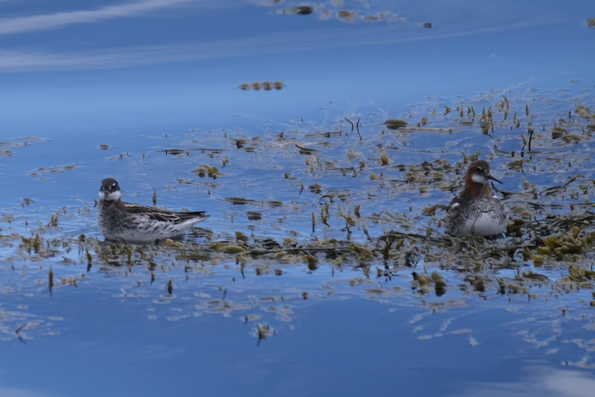 Red-necked Phalarope - ML638263712