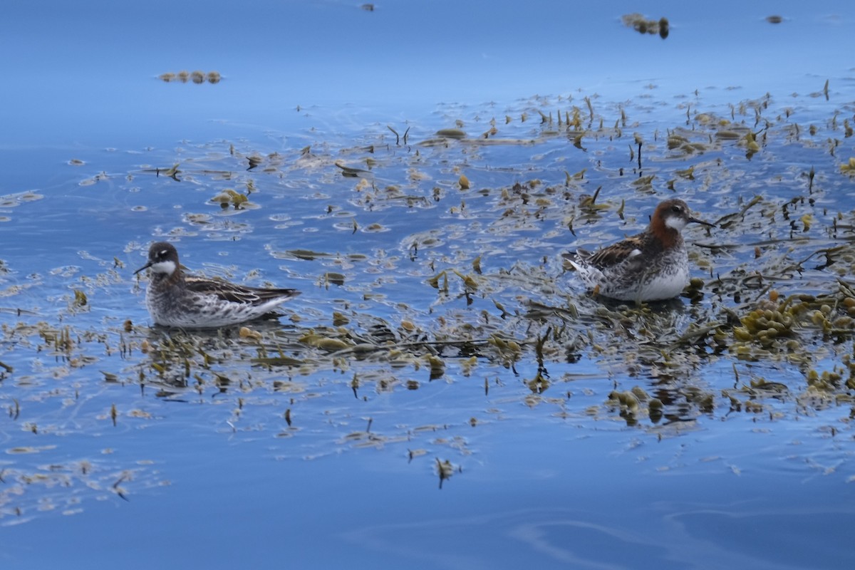 Red-necked Phalarope - ML638263714