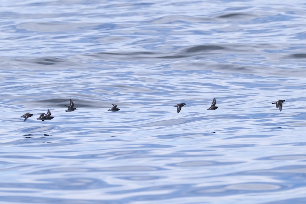 Red-necked Phalarope - ML638263715