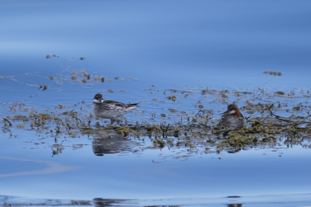 Red-necked Phalarope - ML638263716