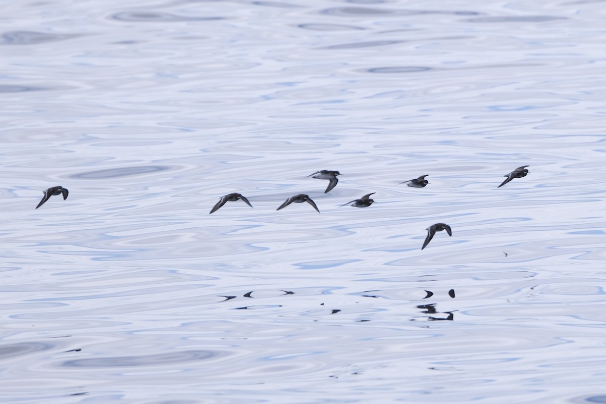 Red-necked Phalarope - ML638263717