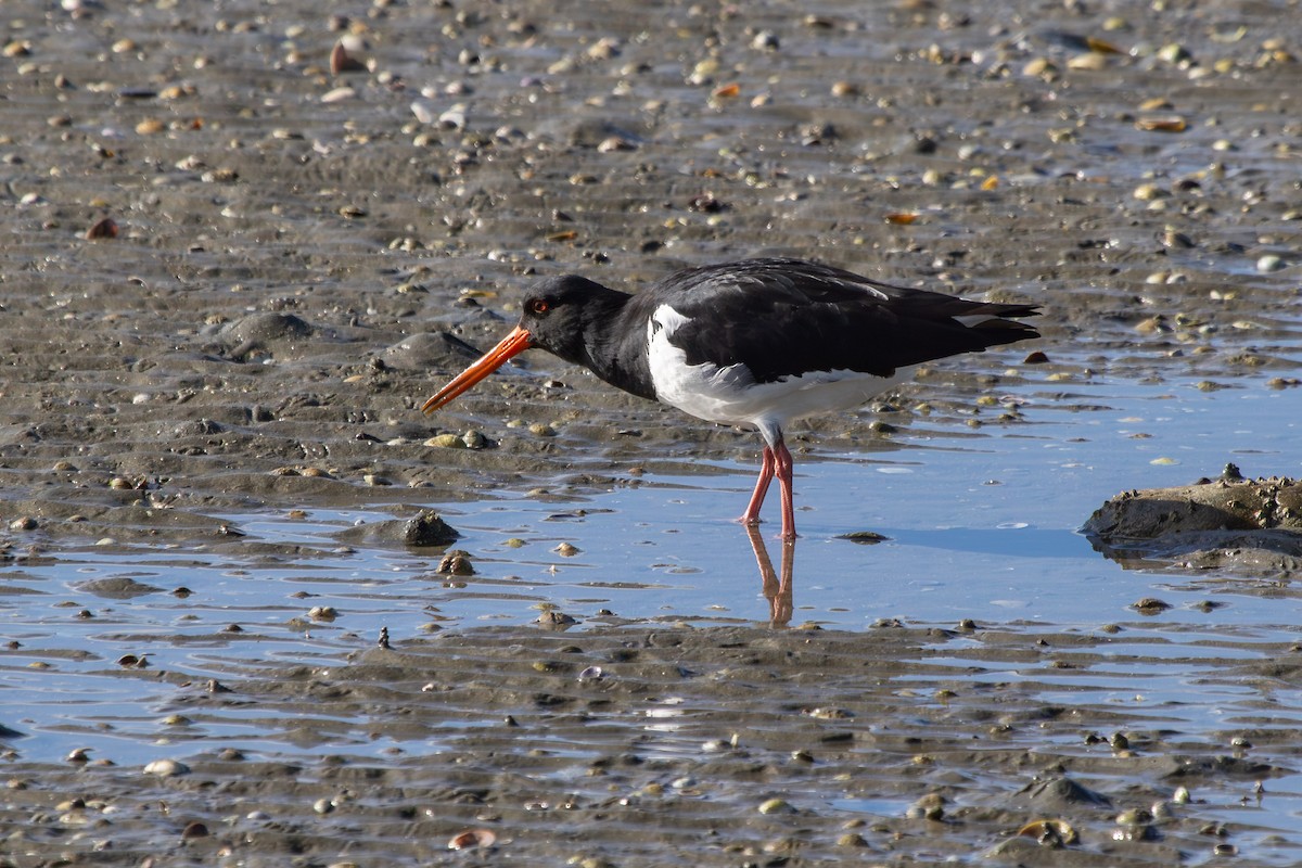 South Island Oystercatcher - ML638263731