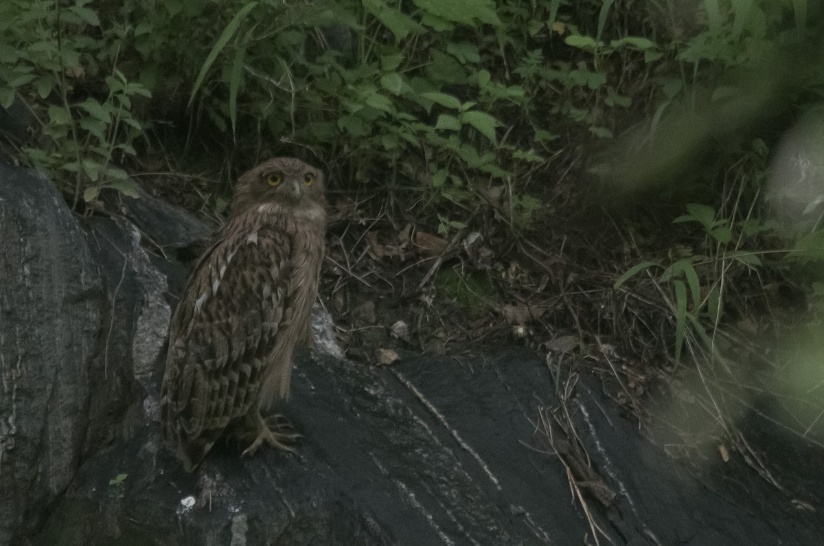 Brown Fish-Owl - ML638263736
