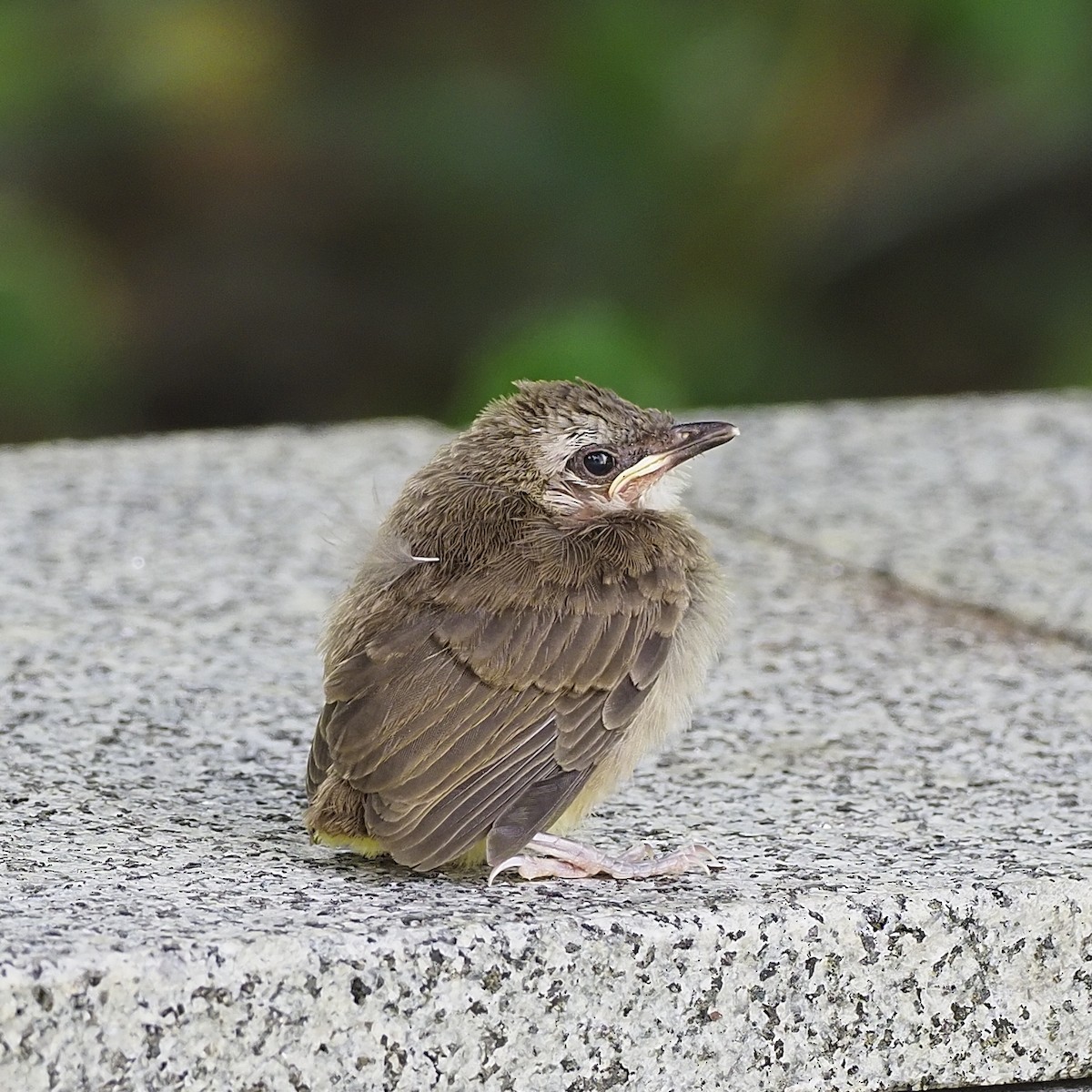 Yellow-vented Bulbul - ML638263739