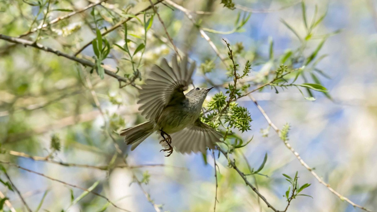 Lucy's Warbler - ML638263742
