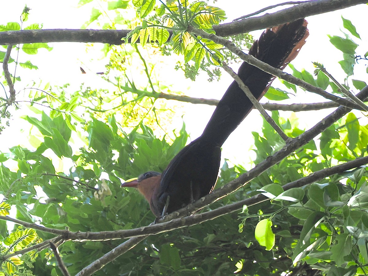 Yellow-billed Malkoha - ML638263743