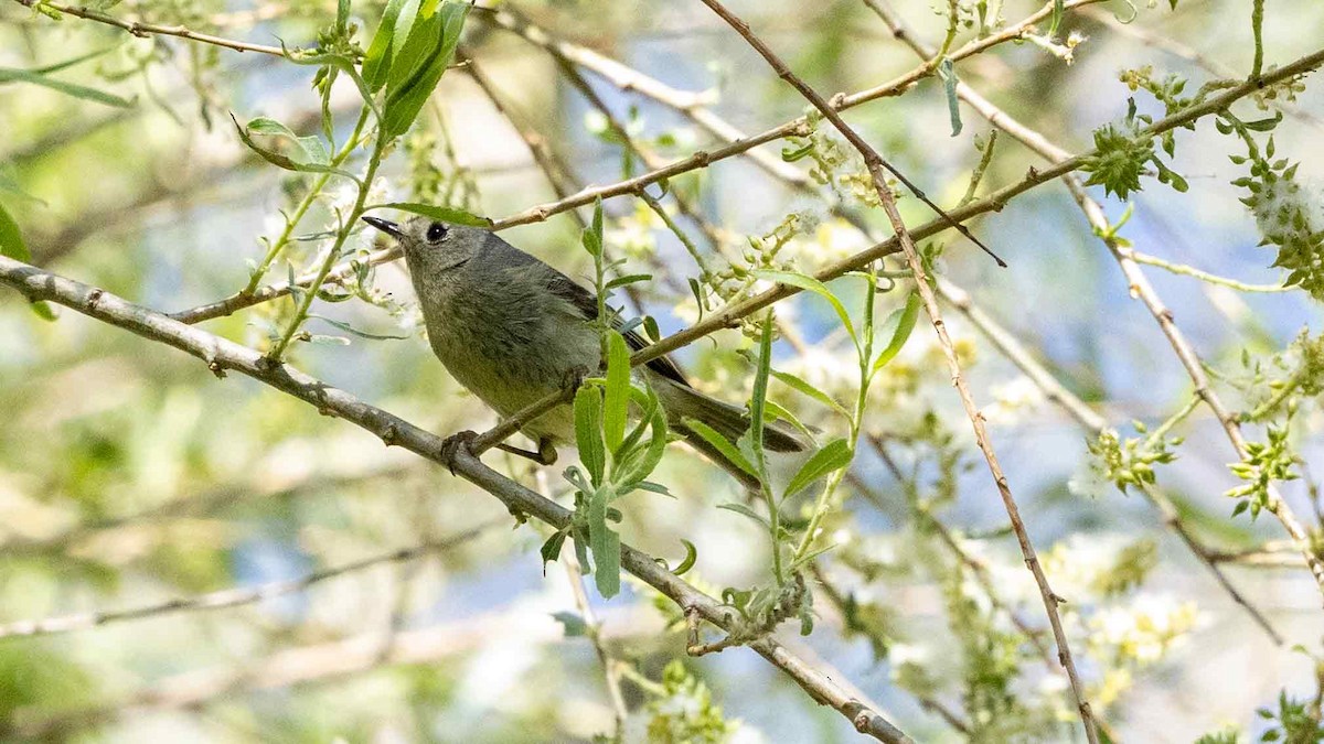 Lucy's Warbler - ML638263744