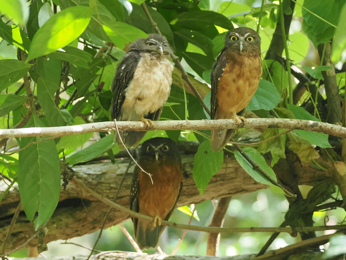 Ochre-bellied Boobook - ML638263754