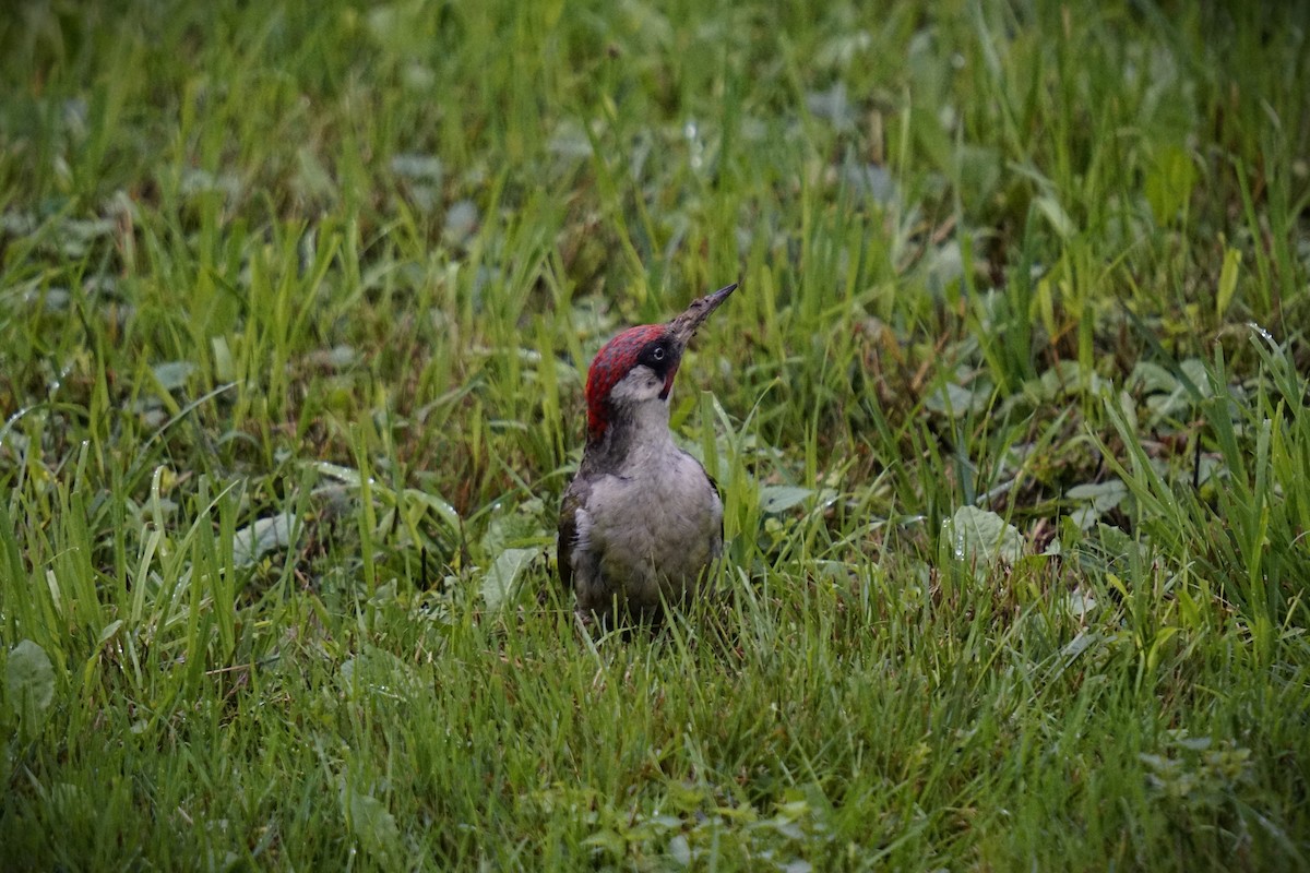 Eurasian Green Woodpecker (Eurasian) - ML638263755