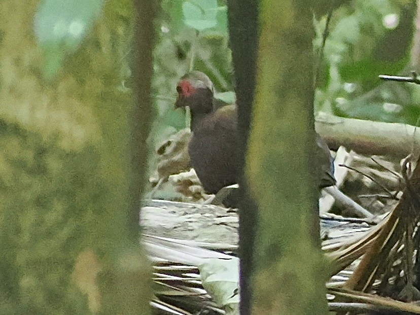 Philippine Megapode - ML638263756