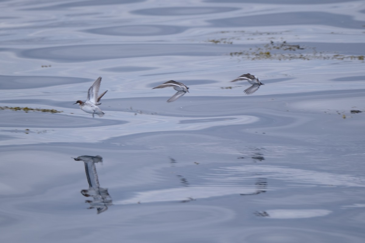 Red-necked Phalarope - ML638263762