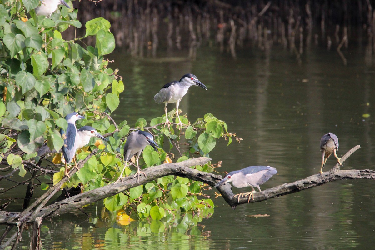 Black-crowned Night Heron - ML638263766