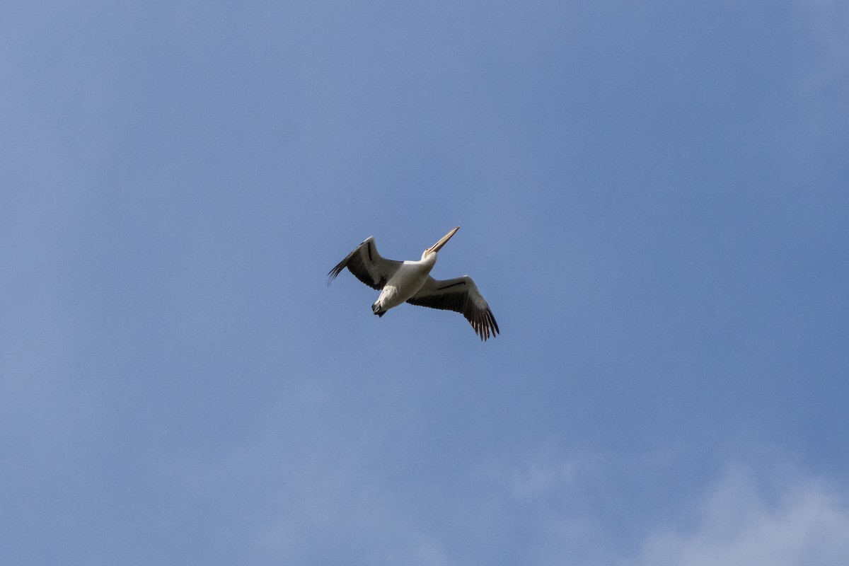 Australian Pelican - ML638263775