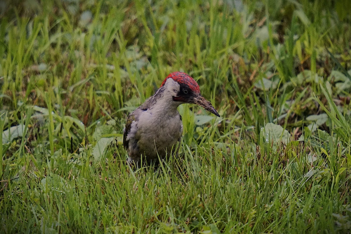 Eurasian Green Woodpecker (Eurasian) - ML638263782