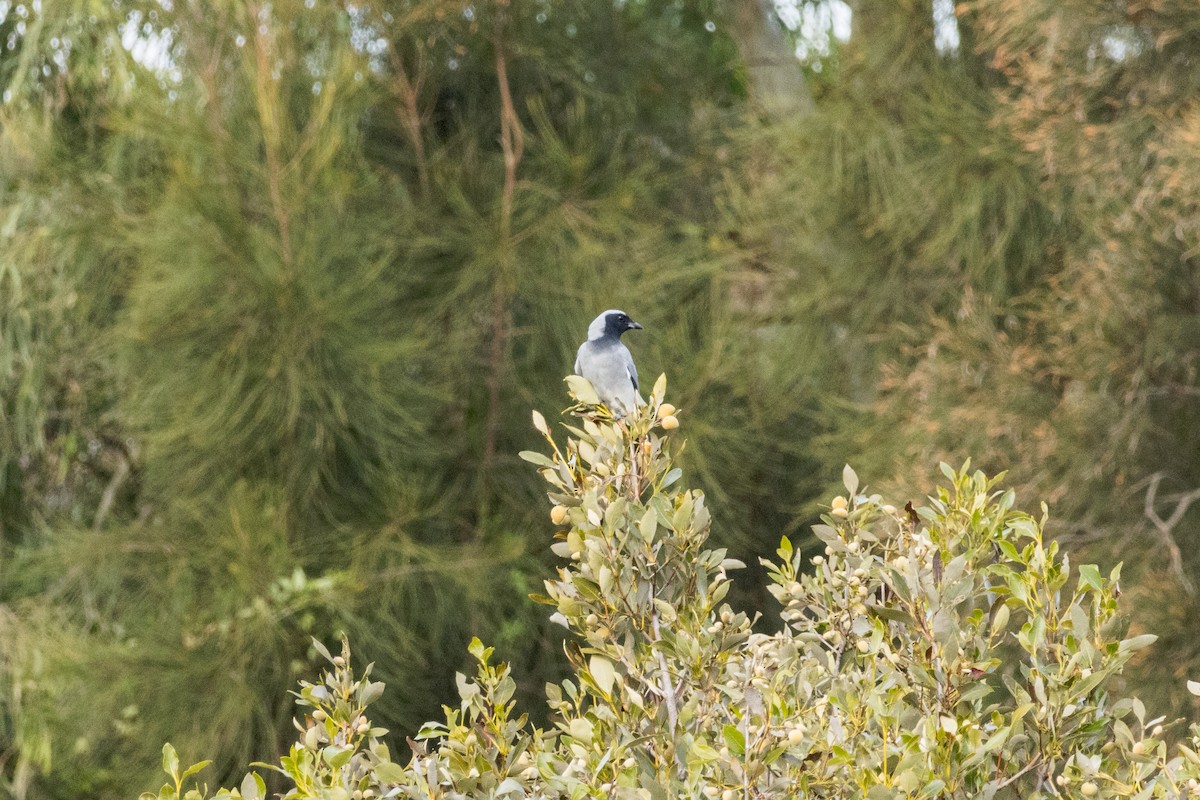 Black-faced Cuckooshrike - ML638263786