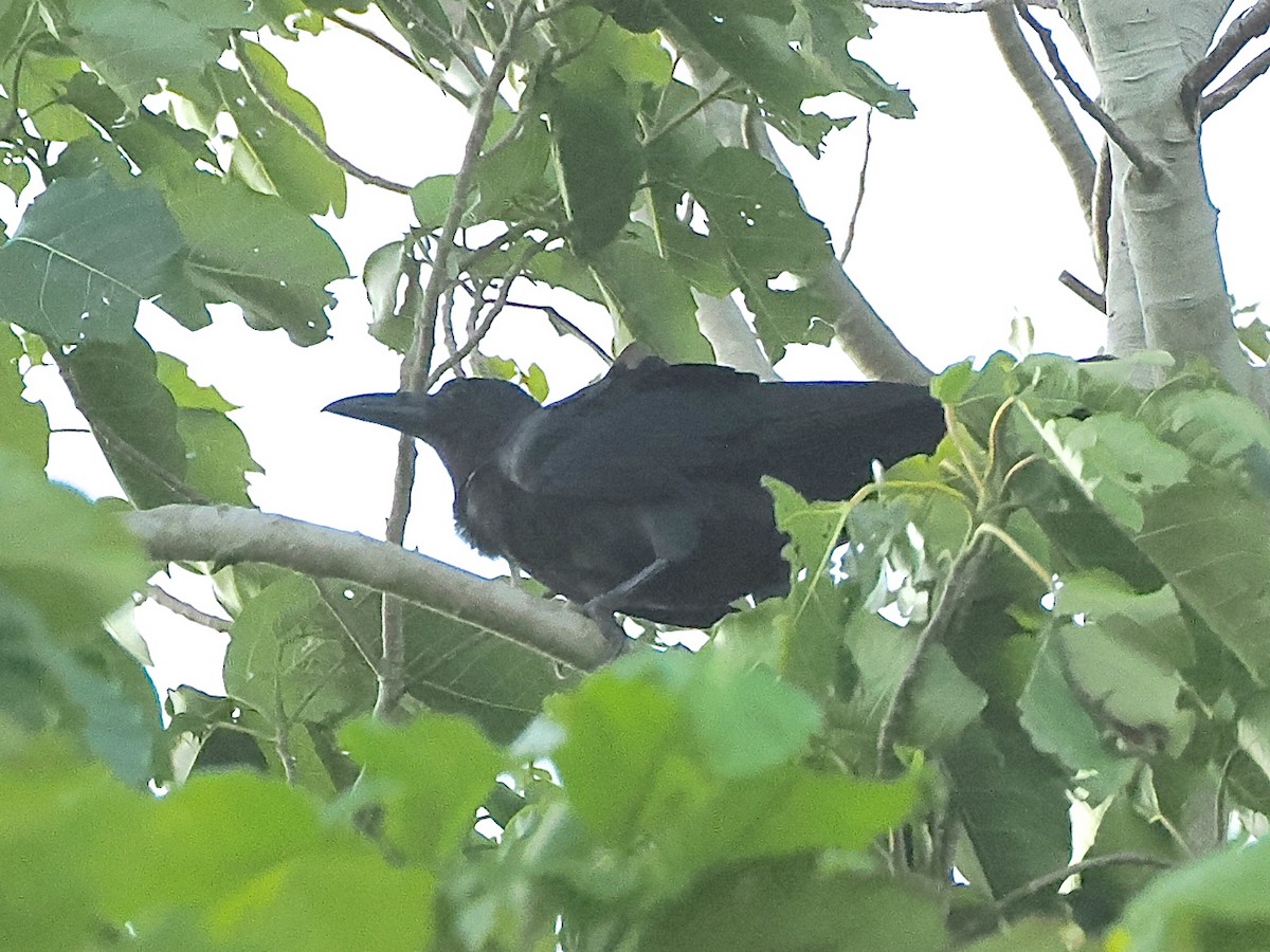 Sulawesi Crow - ML638263791