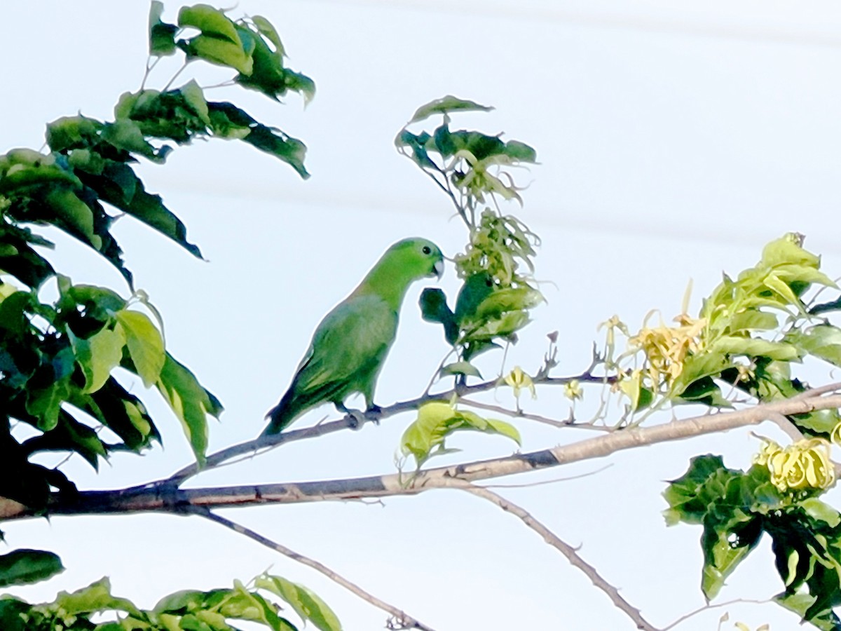 ウチワインコ - ML638263819