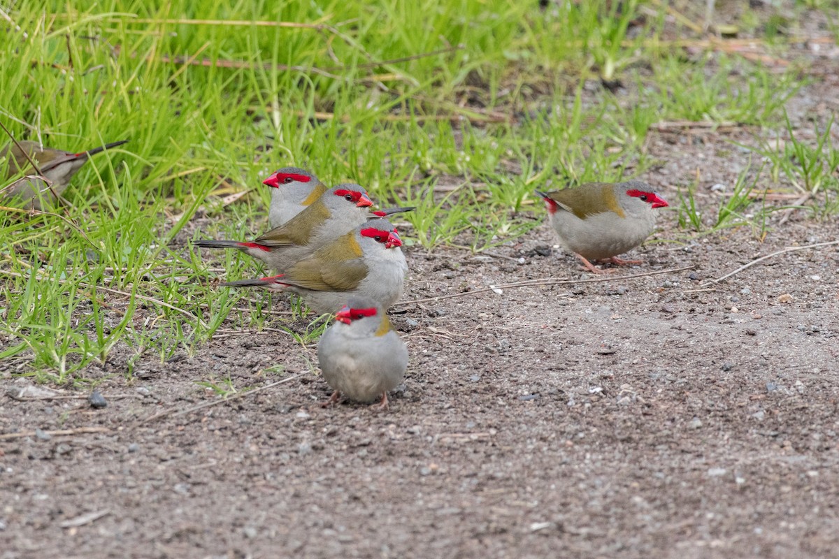 Red-browed Firetail - ML638263823