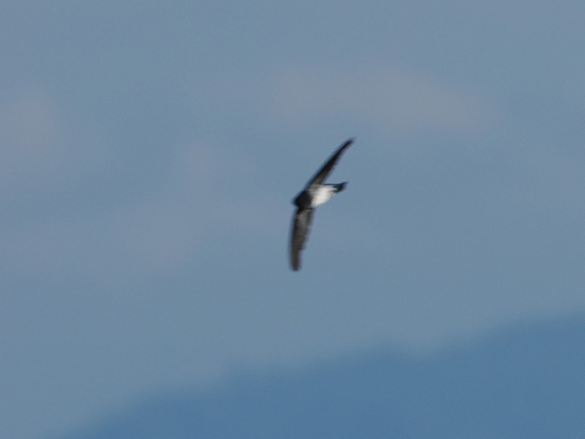 Glossy Swiftlet - ML638263828