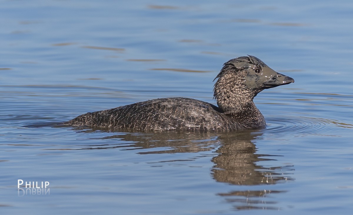 Musk Duck - ML638263848