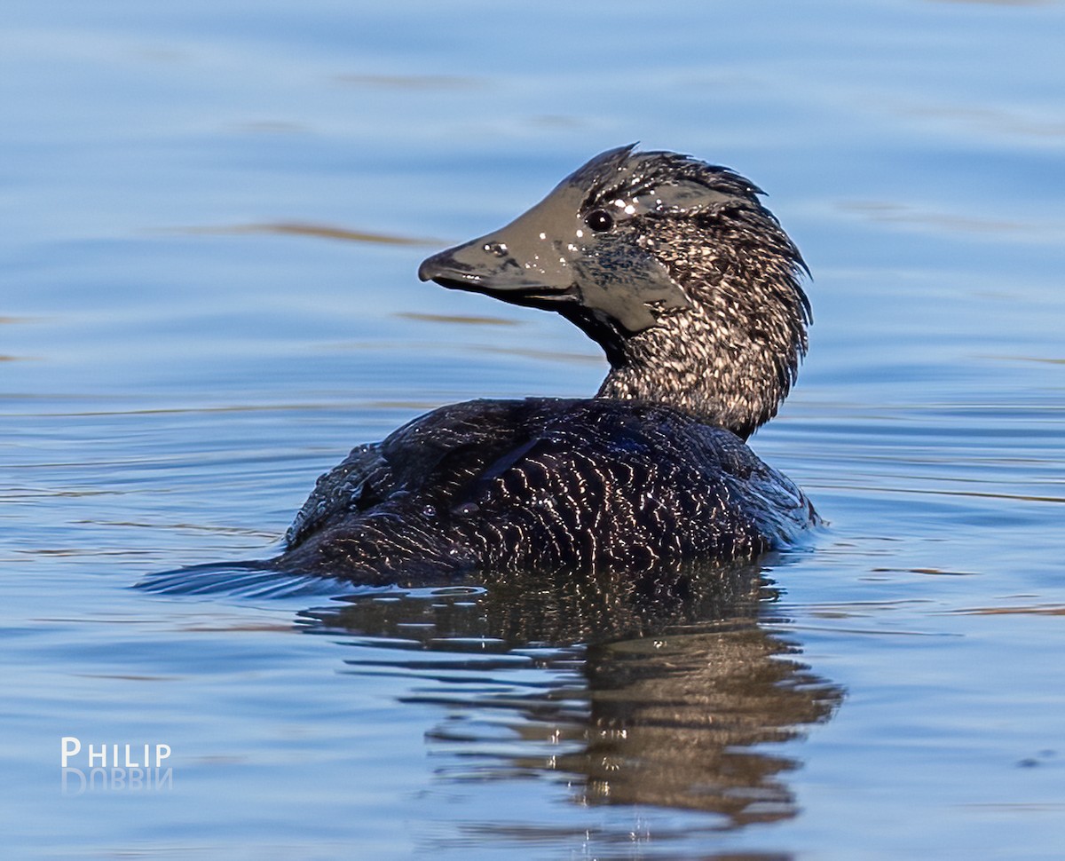 Musk Duck - ML638263849